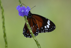 Danaus affinis