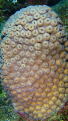 Montastraea cavernosa