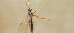 Ichneumonidae