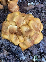 Tricholomopsis decora