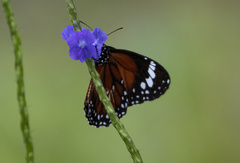 Danaus affinis