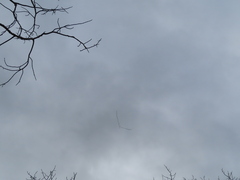Cygnus
