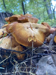 Tricholomopsis decora