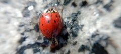 Harmonia axyridis