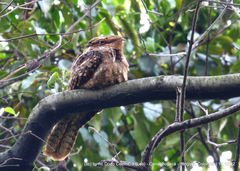 Antrostomus carolinensis