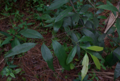 Nectandra coriacea