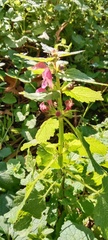 Lamium maculatum