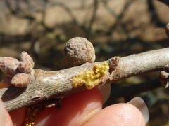 Burnettweldia washingtonensis