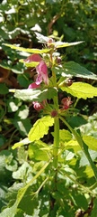 Lamium maculatum