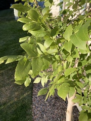 Fraxinus pennsylvanica