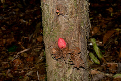 Brownea macrophylla