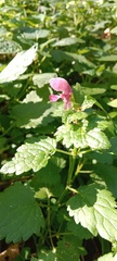 Lamium maculatum