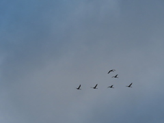 Cygnus