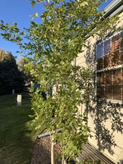 Fraxinus pennsylvanica