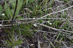 Eremogone capillaris