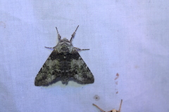 Macrurocampa marthesia