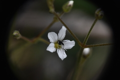 Eremogone capillaris