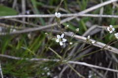 Eremogone capillaris