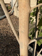 Fraxinus pennsylvanica