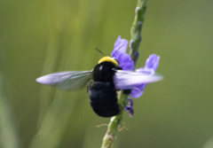 Xylocopa coronata