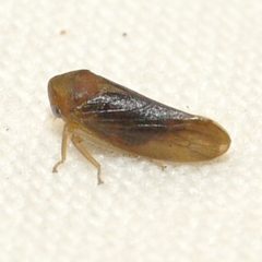 Macropsis basalis