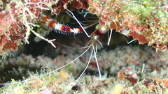 Stenopus hispidus