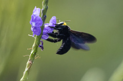 Xylocopa coronata
