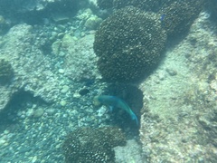 Scarus rubroviolaceus