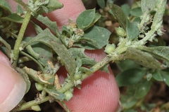 Atriplex suberecta