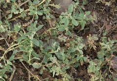 Atriplex suberecta