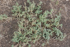 Atriplex suberecta