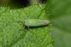Cicadellini