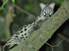 Genetta genetta