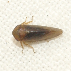 Macropsis basalis