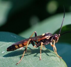 Ichneumon subdolus