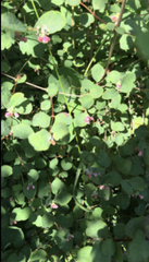 Symphoricarpos mollis