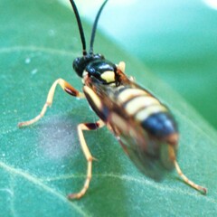 Ichneumon subdolus