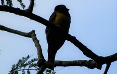 Trogon caligatus