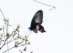 Pachliopta polydorus