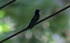 Campylopterus hemileucurus