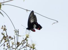 Pachliopta polydorus