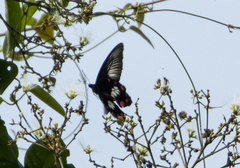Pachliopta polydorus