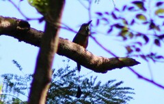 Eumomota superciliosa