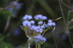 Conoclinium coelestinum