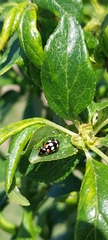 Eriopis connexa