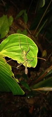 Verophasmatodea