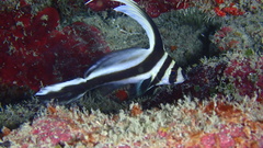 Eques punctatus
