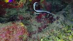 Eques punctatus