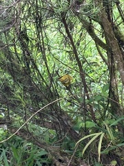 Setophaga petechia aureola