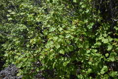 Acer glabrum douglasii